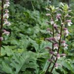Invasiven Akanthus loswerden?
