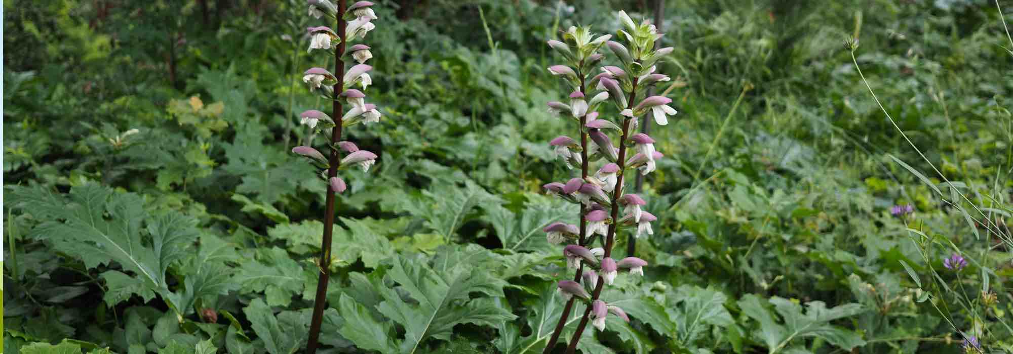 Invasiven Akanthus loswerden?