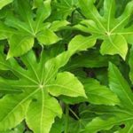 7 Ideen für die Kombination mit Fatsie