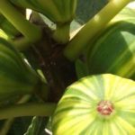 5 Obstbäume für Küstengärten und Balkone
