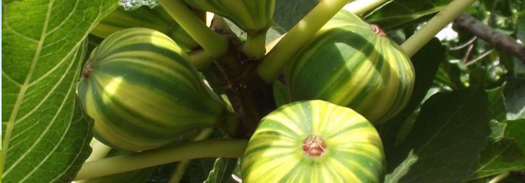 5 Obstbäume für Küstengärten und Balkone