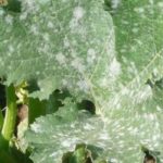 Kürbis- und Zucchini-Krankheiten und -Parasiten