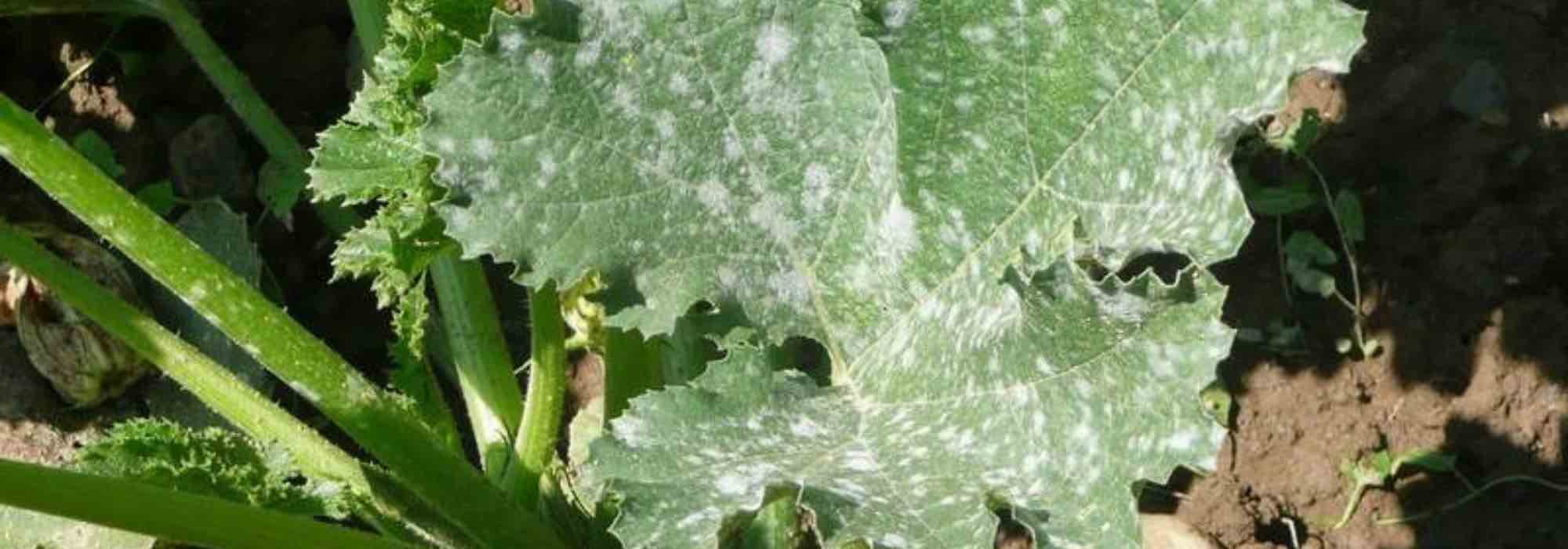 Kürbis- und Zucchini-Krankheiten und -Parasiten