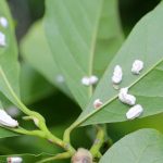 Magnolienkrankheiten und -parasiten