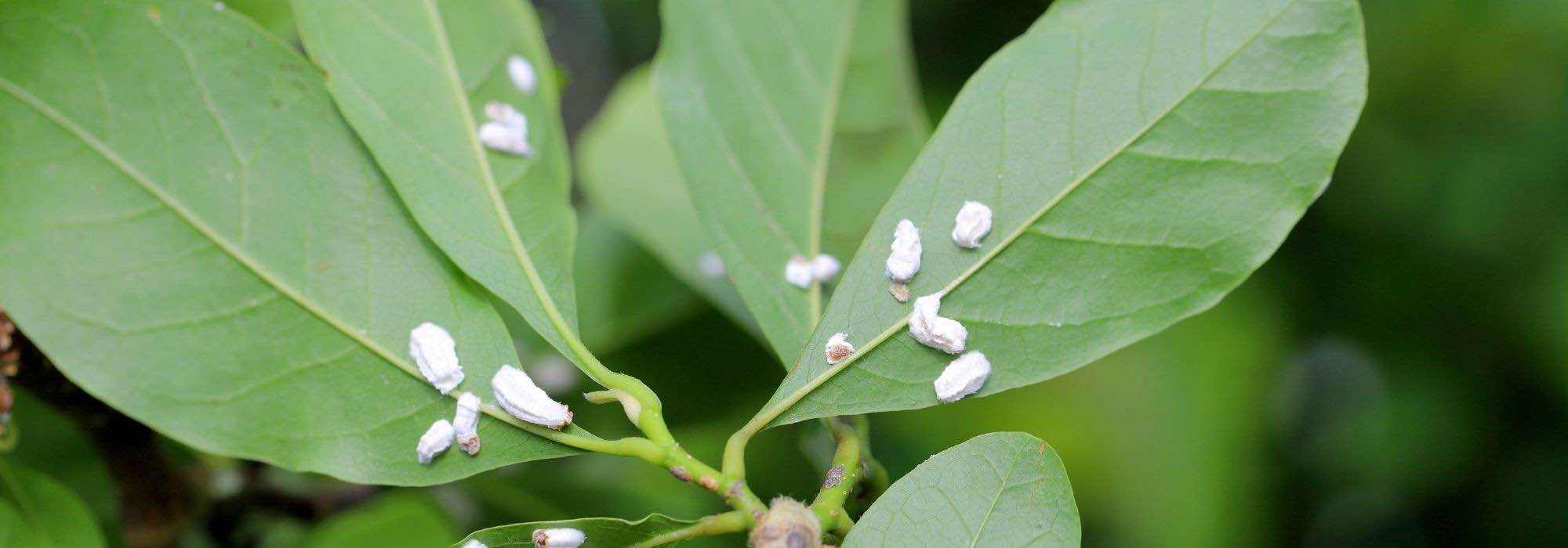 Magnolienkrankheiten und -parasiten