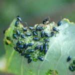 Krankheiten und Parasiten der Rübe