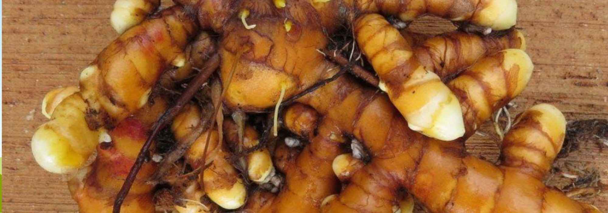 5 besondere essbare Wurzeln für den Garten