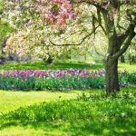 Achtung! Diese Pflanzen im Frühjahr NICHT zurückschneiden
