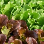 Kopfsalat: säen, pflegen, ernten