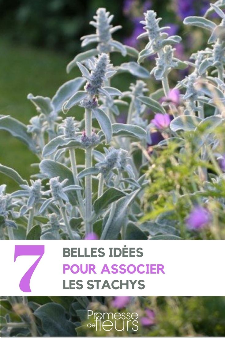 Stachys-Pflanzen im Garten kombinieren