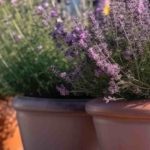ABC: Pflanzen im Topf