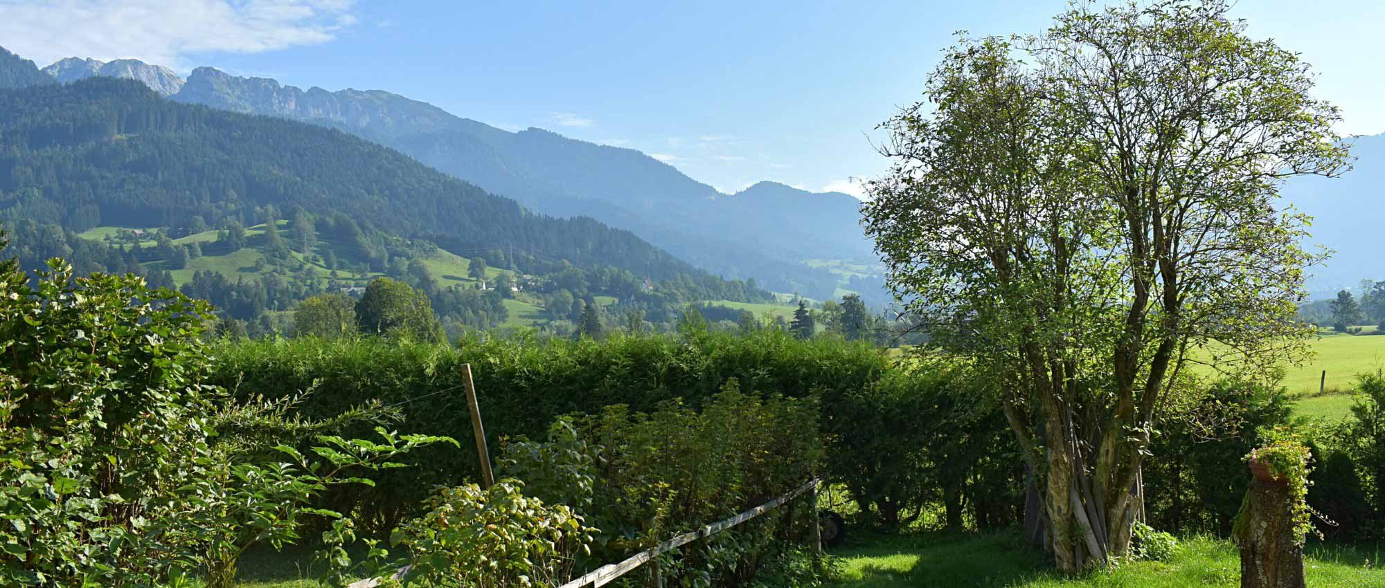 6 immergrüne Sträucher für den Berggarten