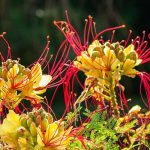 Pardiesvogelstrauch kombinieren: 6 Ideen