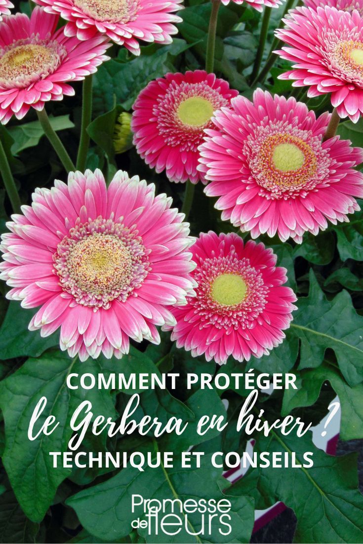 Gerbera überwintern