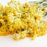Strohblume trocknen und richtig lagern?