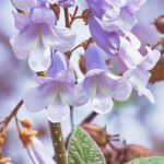 Blauglockenbaum: Zukunftsbaum für Permakultur?
