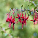 Fuchsien schneiden?