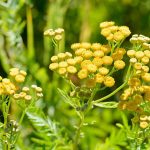 Balsamkraut und seine Heilwirkung