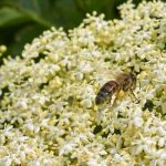 Holunderblütenküchlein zubereiten