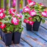 Impatiens säen?