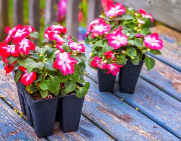 Impatiens säen?
