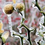 6 winterharte Zitrusfrüchte