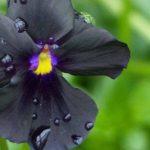 5 edle Sommerblüher