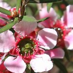 Leptospermum kombinieren