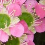 Leptospermum: die schönsten Sorten