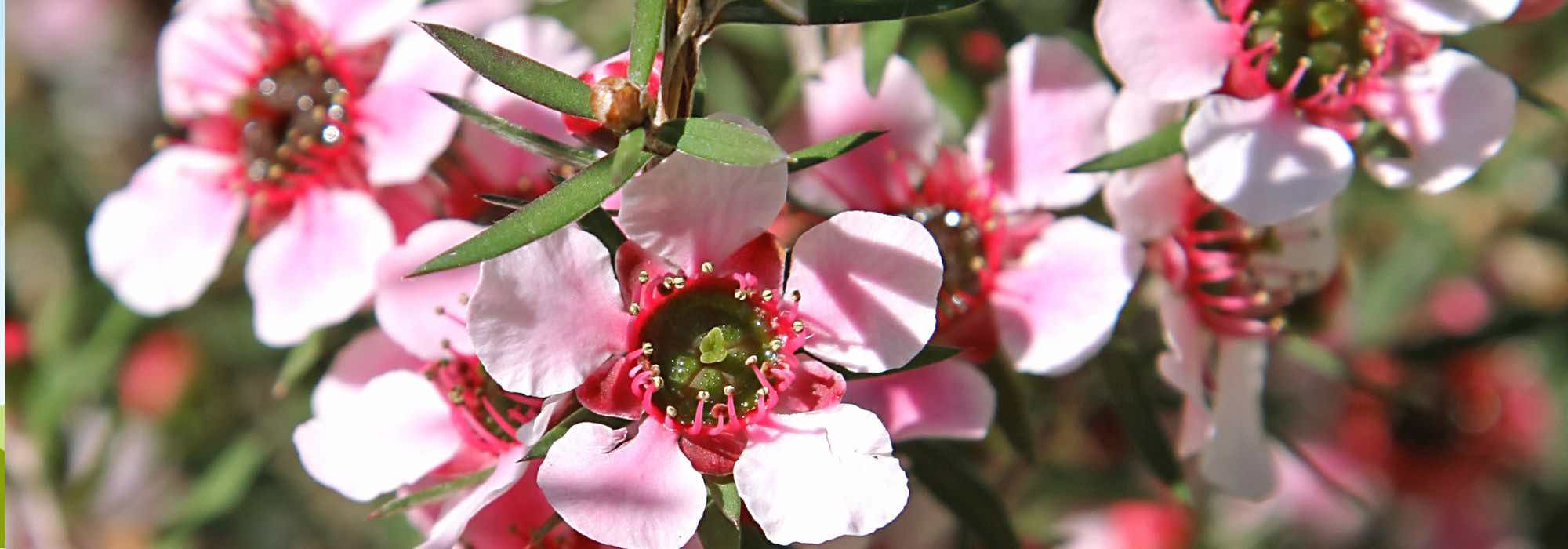 Leptospermum kombinieren