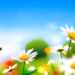 12 Heilpflanzen gegen Stress