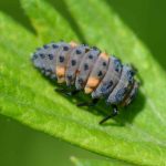 Marienkäferlarven im Garten: Wann und wie einsetzen?