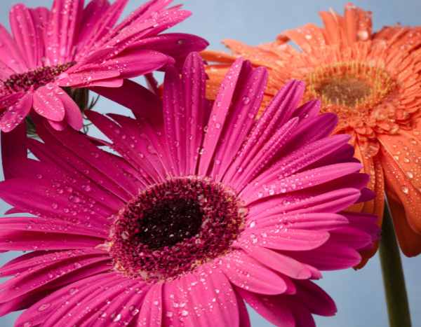 Gerbera überwintern: die besten Tipps