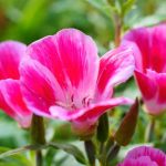 Clarkia säen?