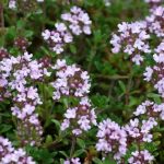 Thymian auswählen?