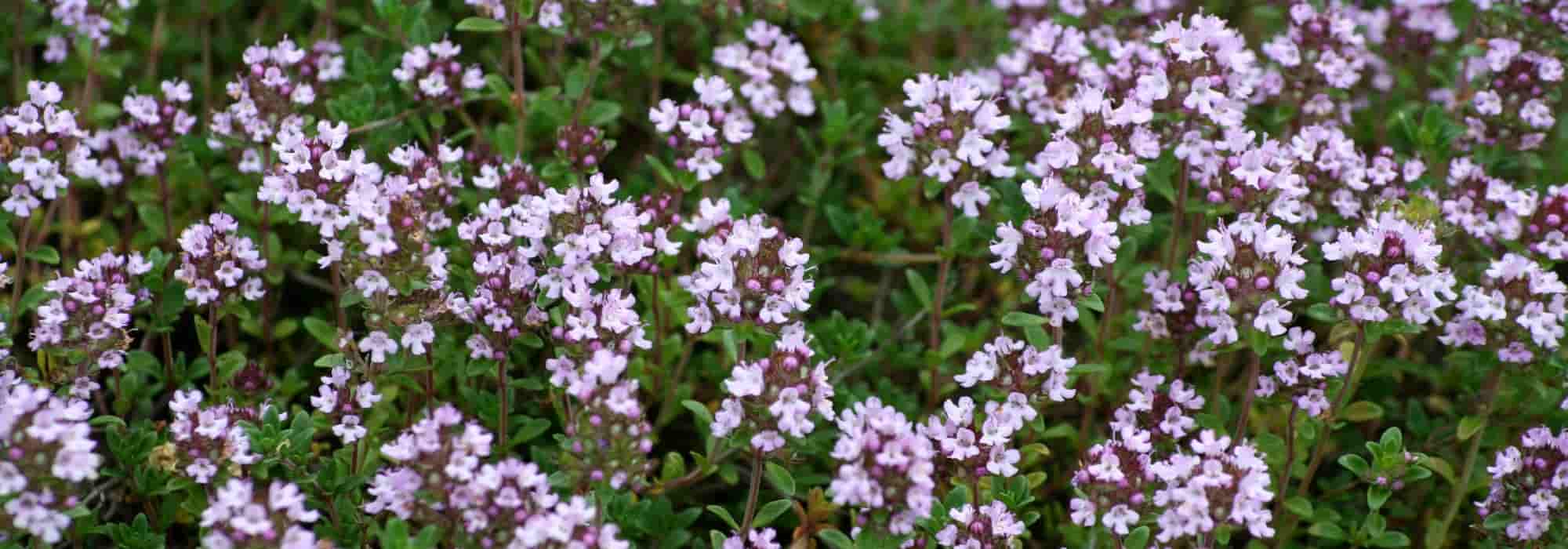 Thymian auswählen?