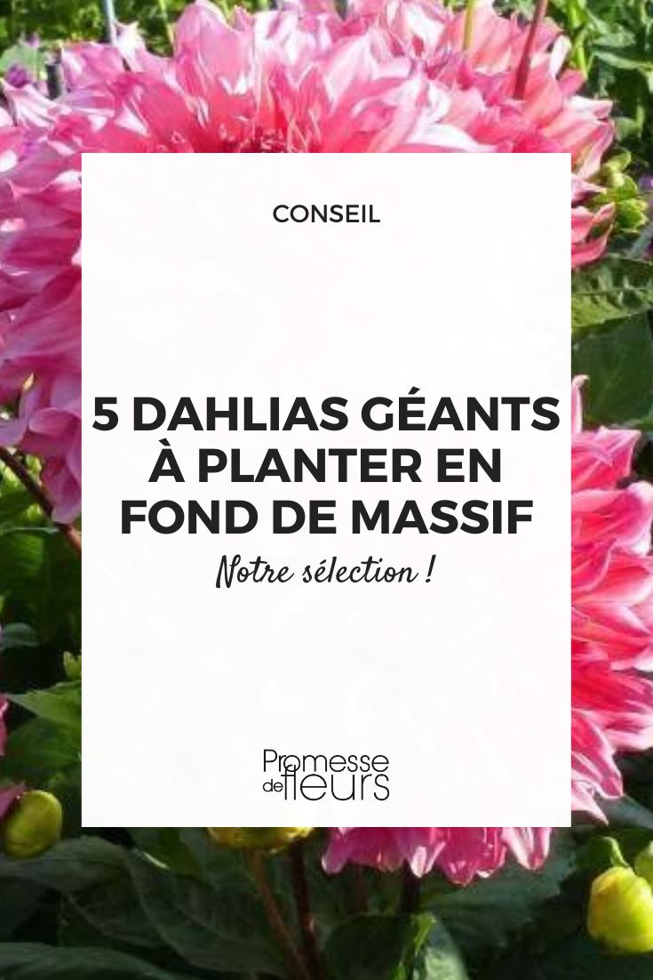 Riesendahlie
