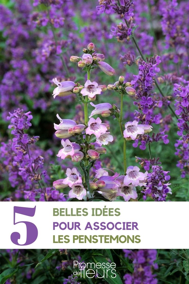 Penstemon