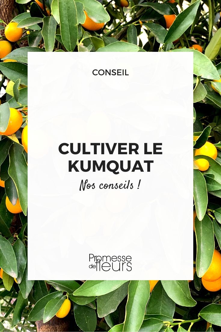 Kumquat im Topf oder im Freiland kultivieren