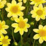 5 Dahlien für die Beetumrandung