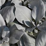 Greiskraut: Pflanzen und Pflege