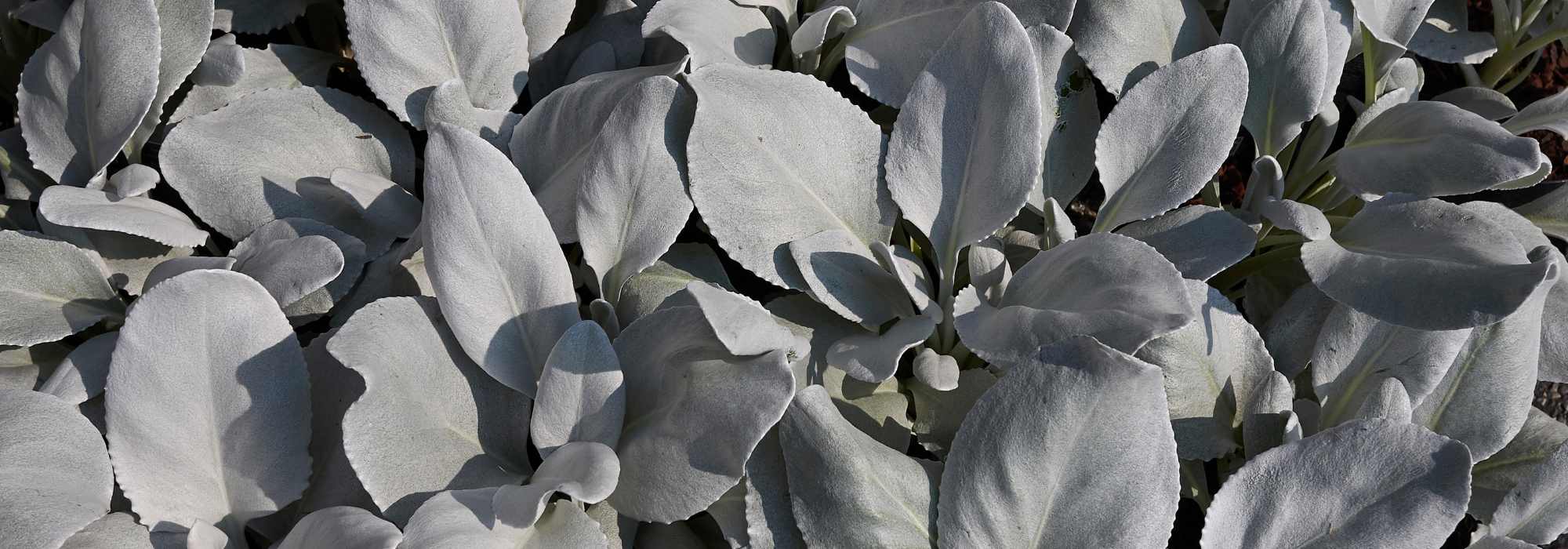 Greiskraut: Pflanzen und Pflege