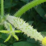 Krankheiten und Parasiten von Gurke und Einlegegurke
