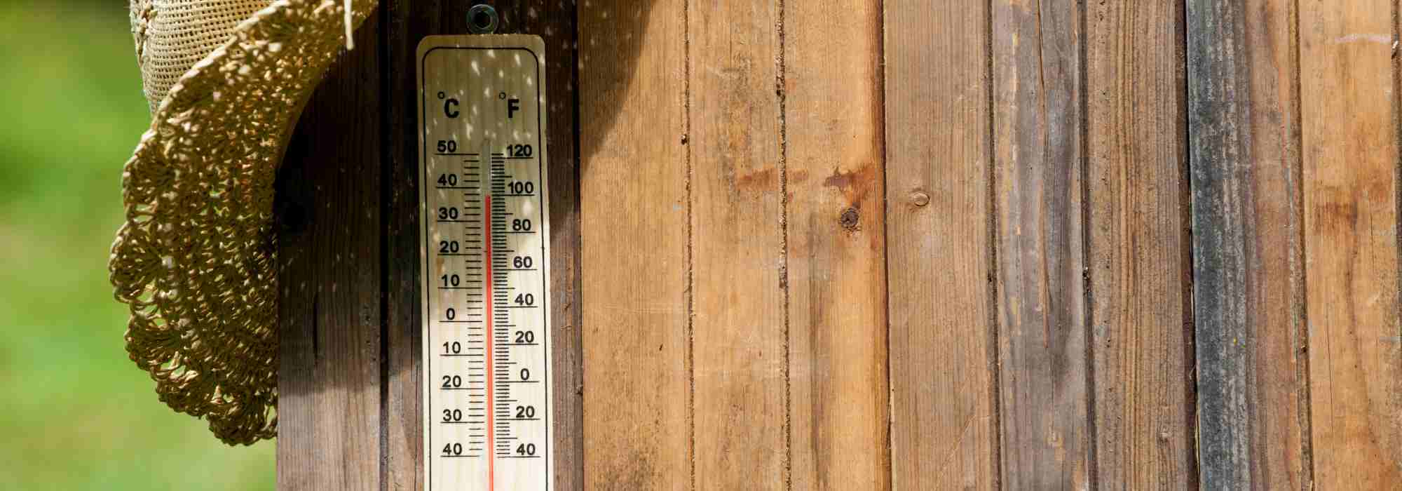 Überlebensratgeber für den Sommergarten