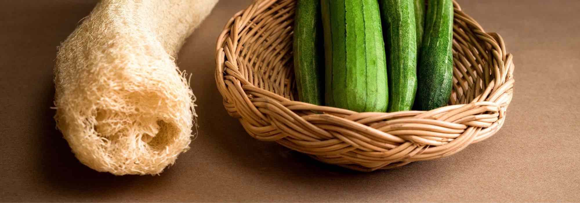 Luffa-Kürbis aussäen: So gelingt die Aussaat