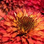 5 orangeblühende Igelköpfe à découvrir