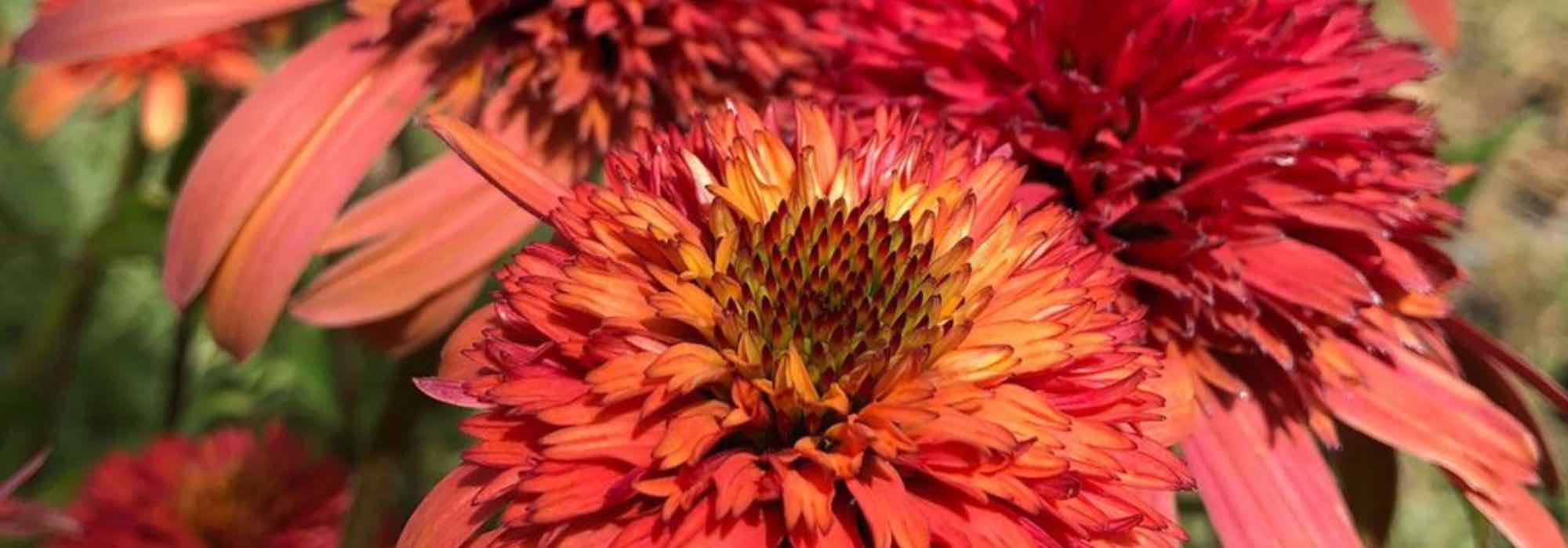 5 orangeblühende Igelköpfe à découvrir