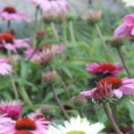 5 rosa Sonnenhüte für einen blühenden Sommergarten