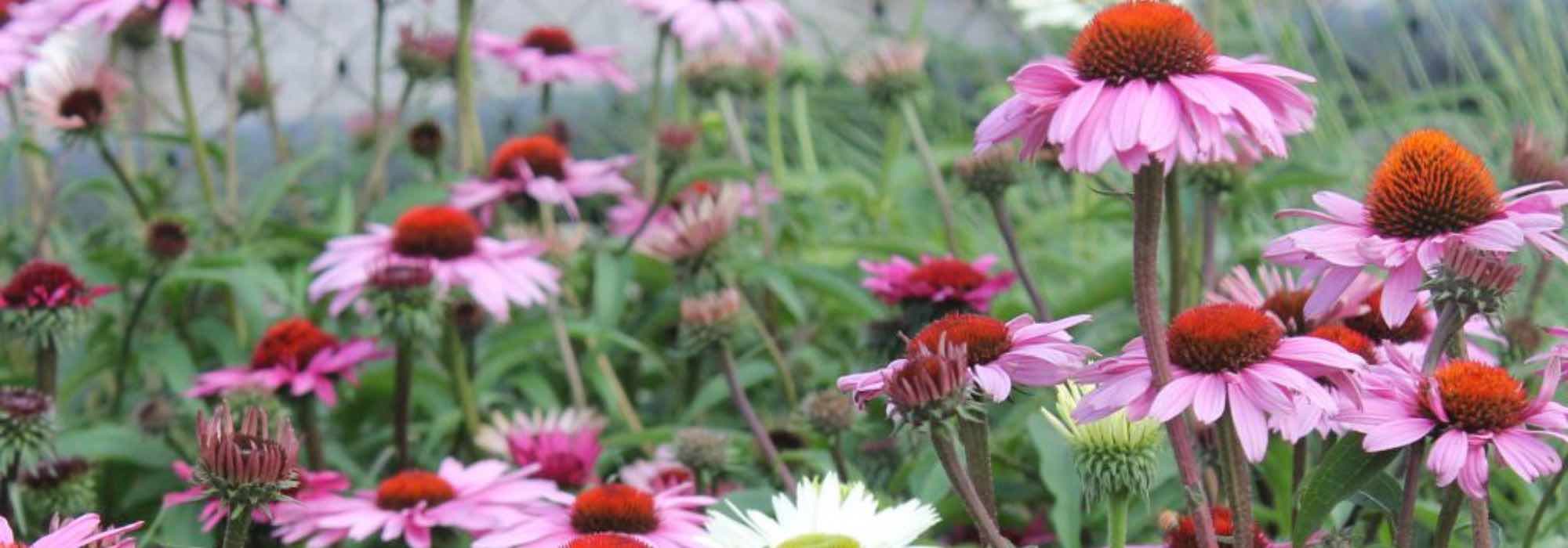 5 rosa Sonnenhüte für einen blühenden Sommergarten