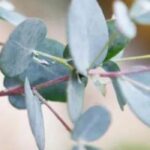 5 Bäume mit grauem oder silbrigem Laub